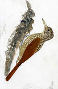 Striped Woodcreeper