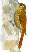 Spotted Woodcreeper