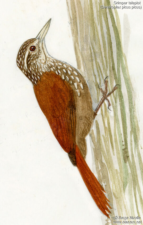 Straight-billed Woodcreeper, identification