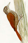 Straight-billed Woodcreeper