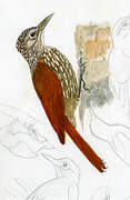 Straight-billed Woodcreeper