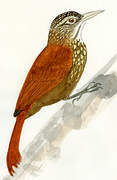 Straight-billed Woodcreeper