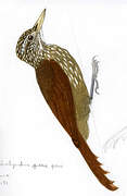 Straight-billed Woodcreeper