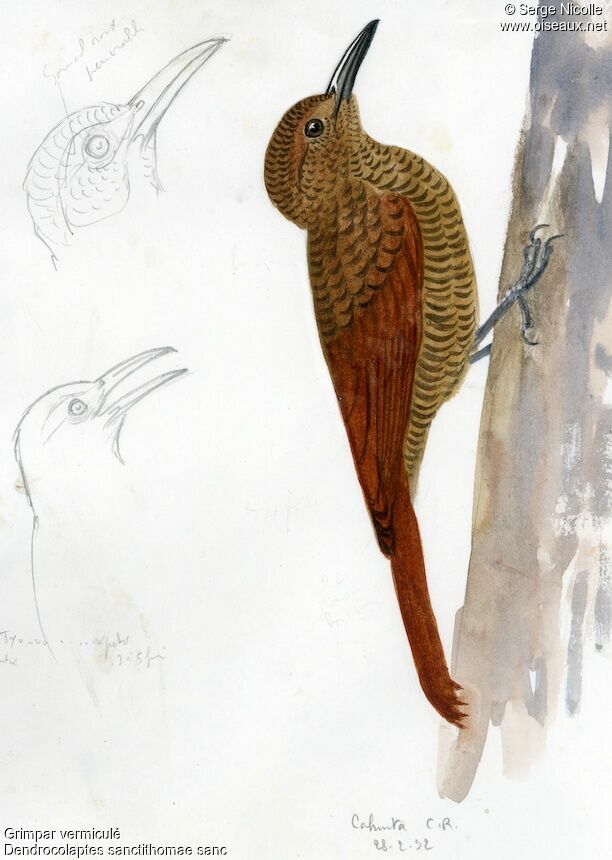 Northern Barred Woodcreeper, identification