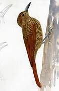 Northern Barred Woodcreeper