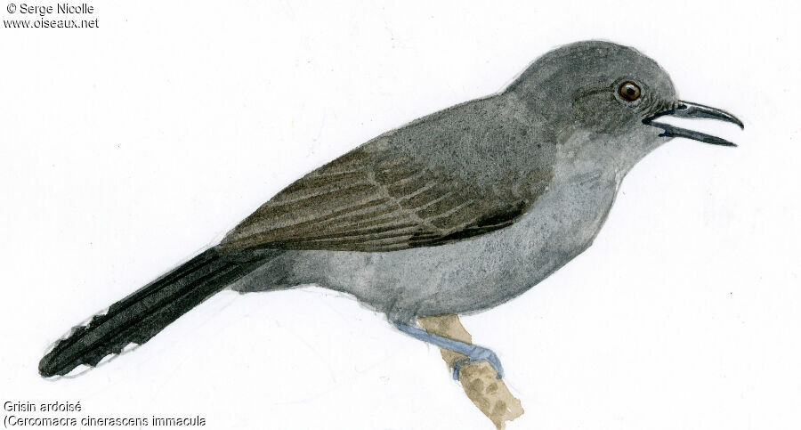 Grey Antbird, identification