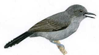 Grey Antbird