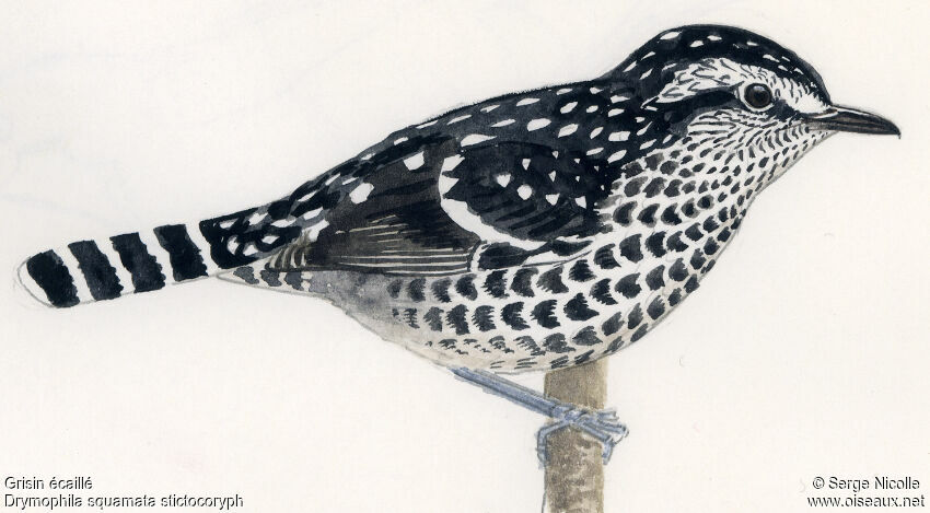 Scaled Antbird, identification