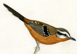 Ferruginous Antbird