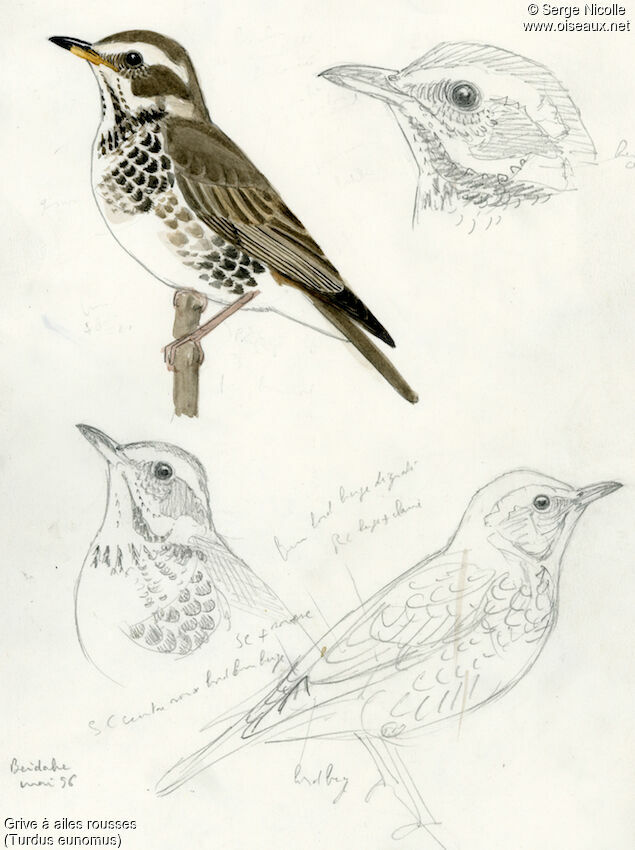 Dusky Thrush, identification