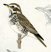 Dusky Thrush