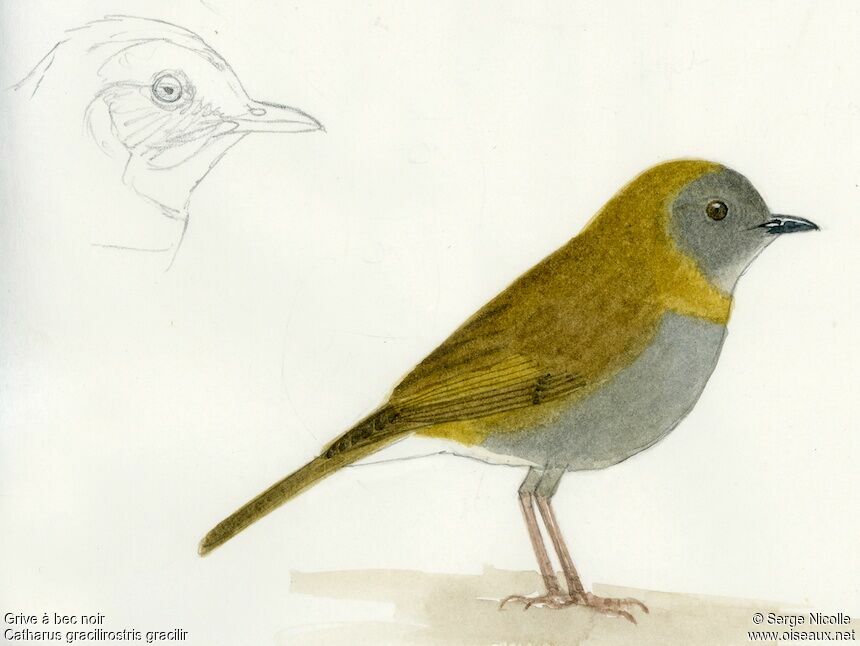 Black-billed Nightingale-Thrush, identification