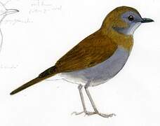 Black-billed Nightingale-Thrush