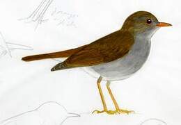 Orange-billed Nightingale-Thrush