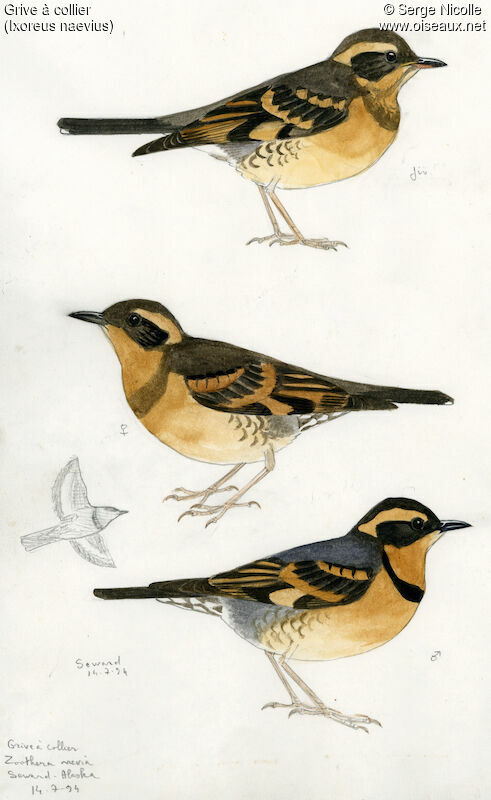 Varied Thrush , identification