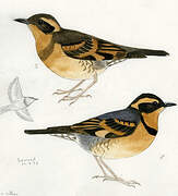 Varied Thrush