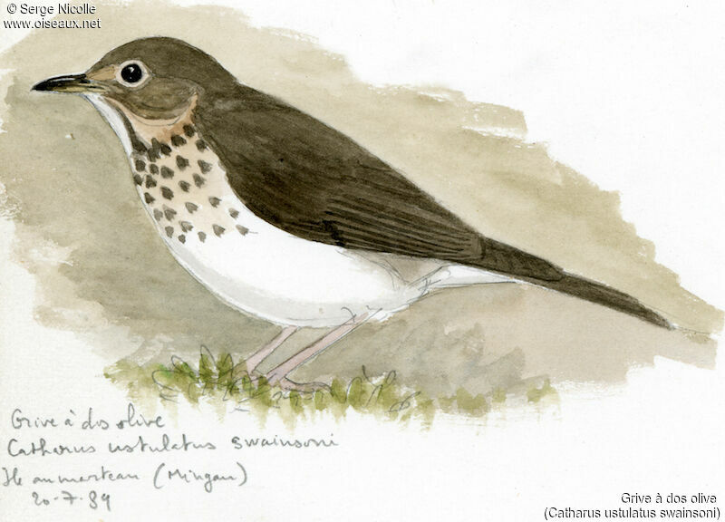 Swainson's Thrush, identification