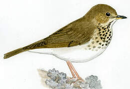 Swainson's Thrush