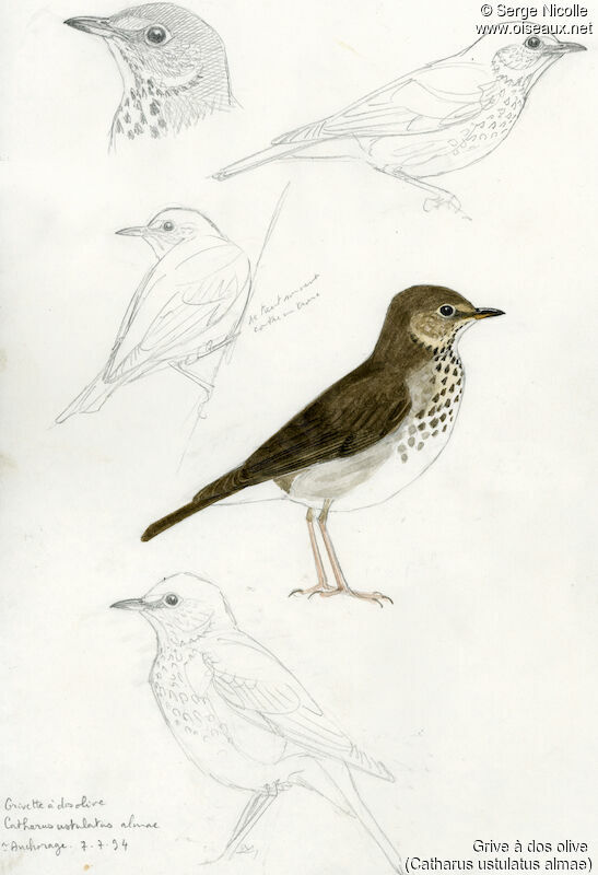 Swainson's Thrush, identification