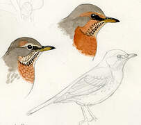 Red-throated Thrush