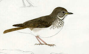 Grey-cheeked Thrush