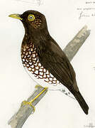 Forest Thrush