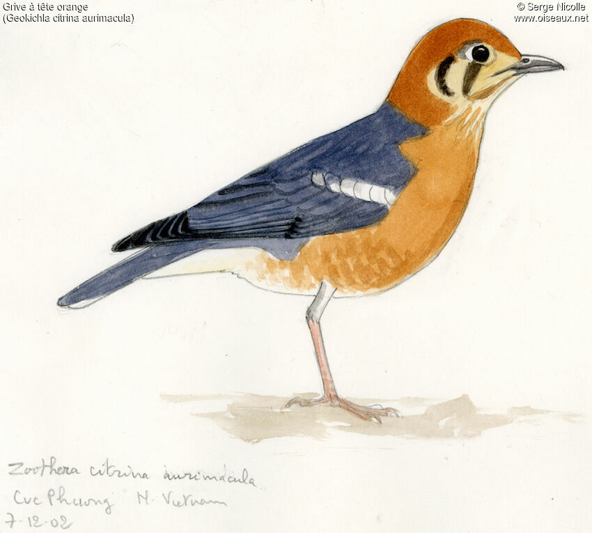 Orange-headed Thrush, identification