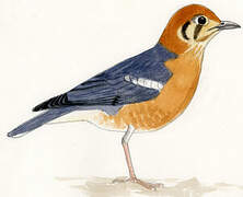 Orange-headed Thrush