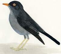 Slaty-backed Nightingale-Thrush