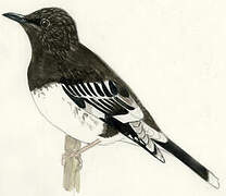 Aztec Thrush