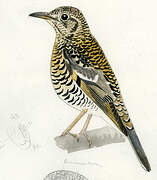 Scaly Thrush