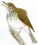 Bicknell's Thrush