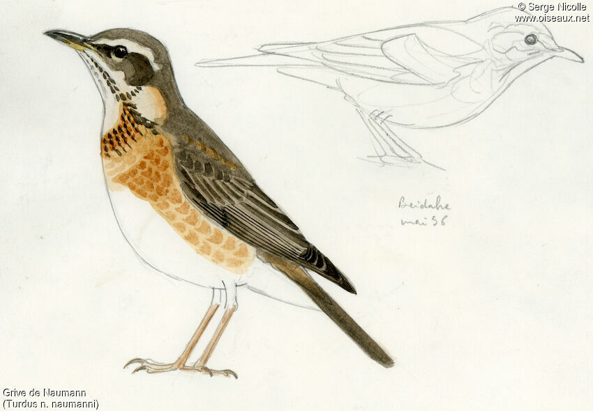 Naumann's Thrush, identification