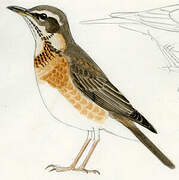 Naumann's Thrush