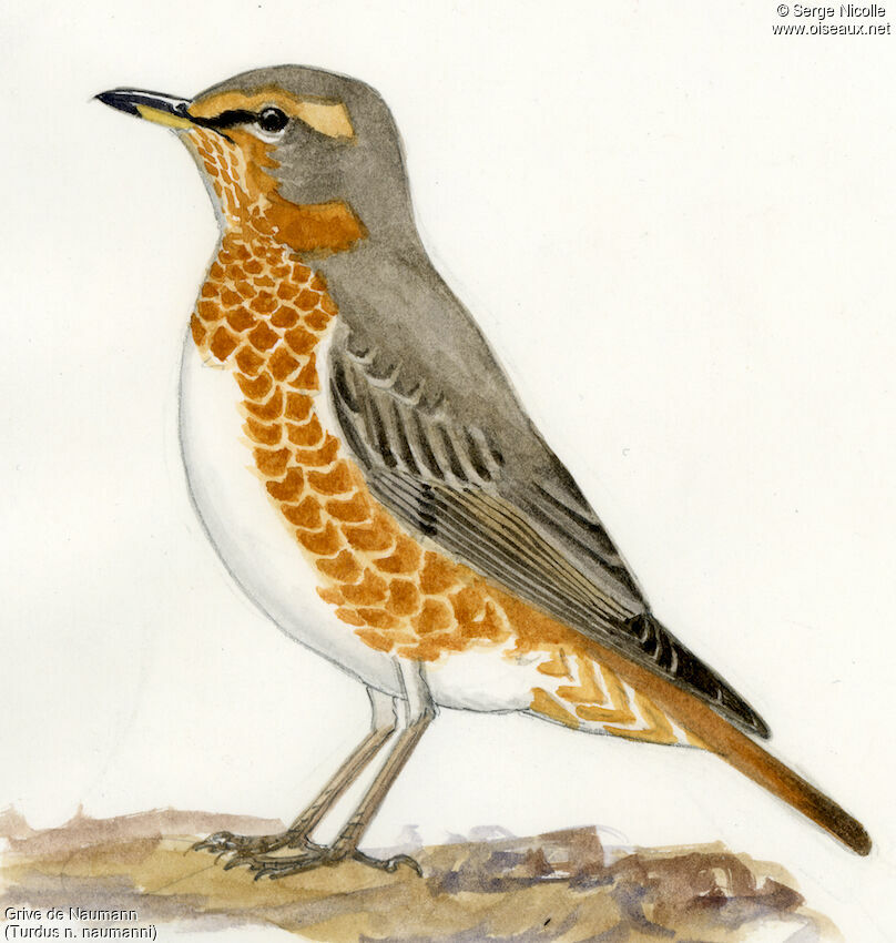 Naumann's Thrush, identification