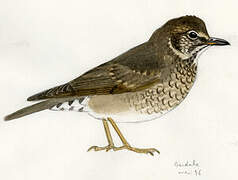 Siberian Thrush