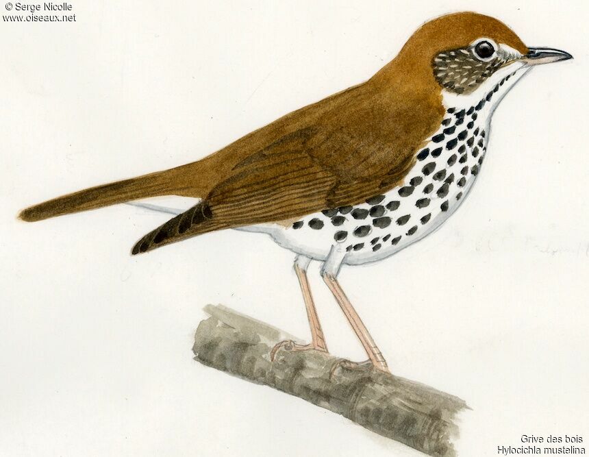 Wood Thrush, identification