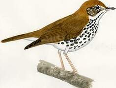 Wood Thrush