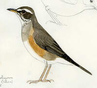 Eyebrowed Thrush