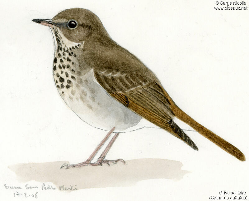 Hermit Thrush, identification