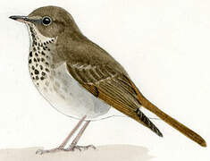 Hermit Thrush