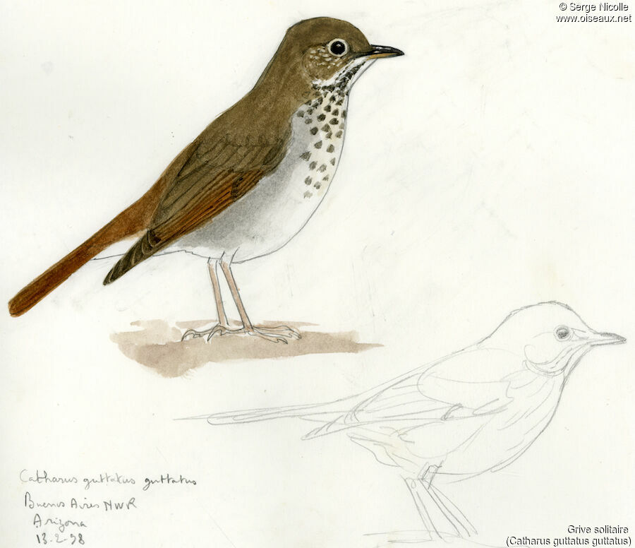 Hermit Thrush, identification