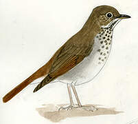 Hermit Thrush