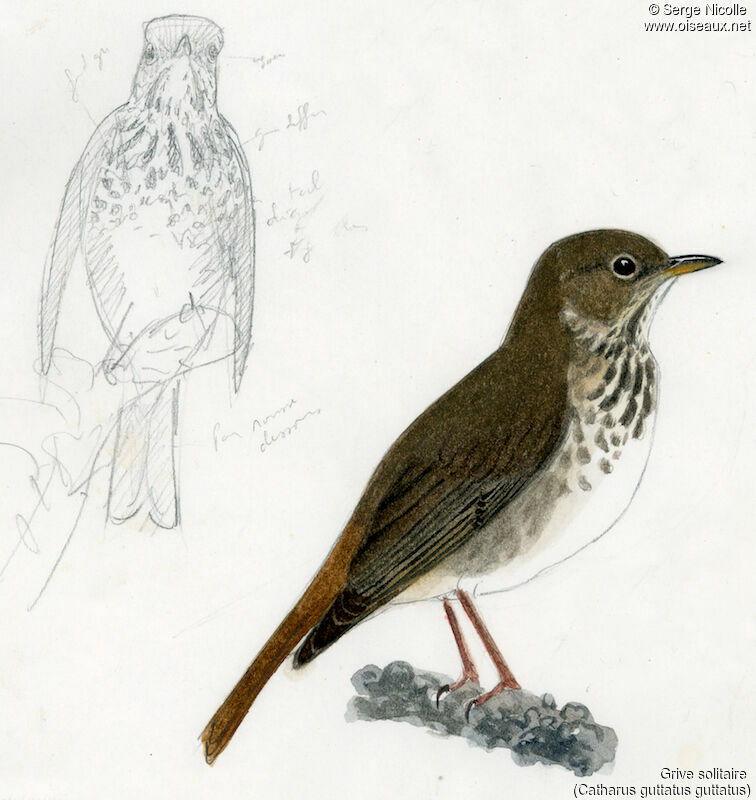 Hermit Thrush, identification