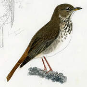 Hermit Thrush