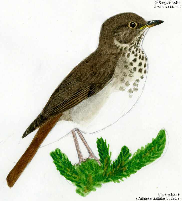 Hermit Thrush, identification