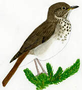 Hermit Thrush