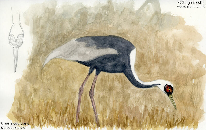 White-naped Crane, identification