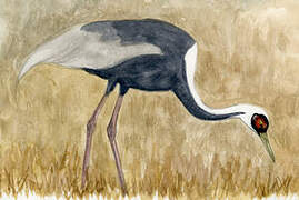 White-naped Crane