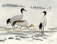 Black-necked Crane